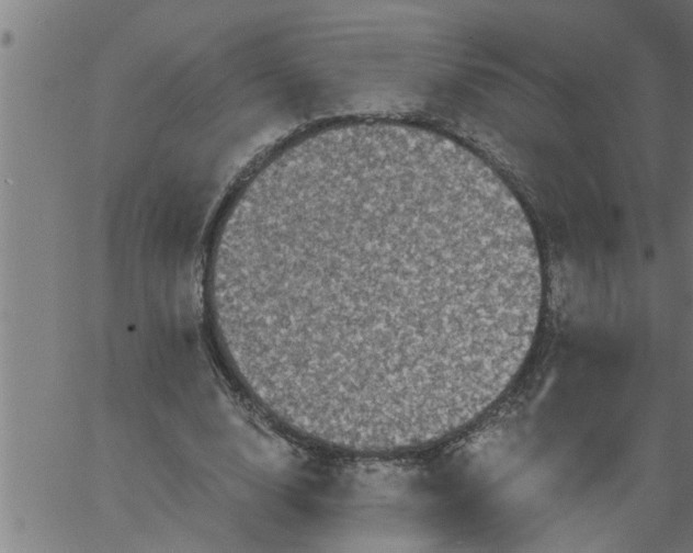 X0000066530632200603311821