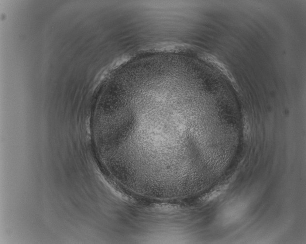 X0000066530633200603311821