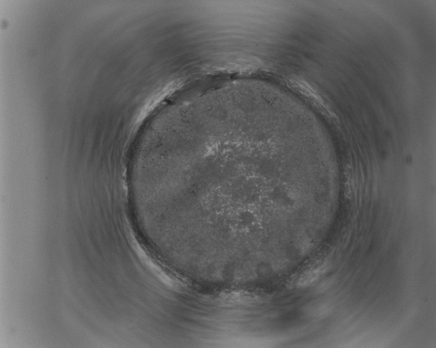 X0000066530634200603311821