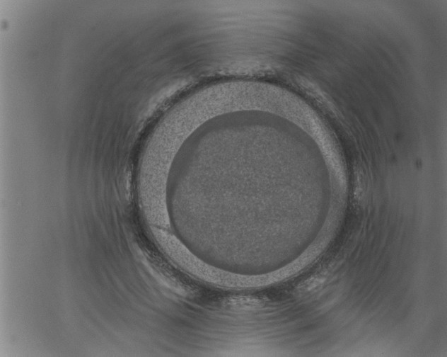 X0000066530636200603311821