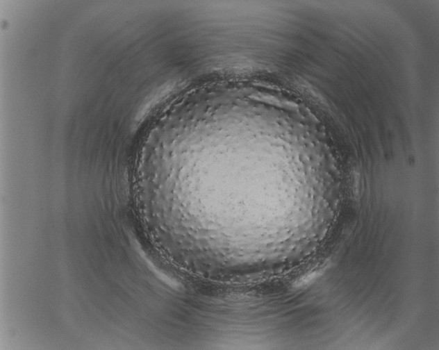 X0000066530638200603311821