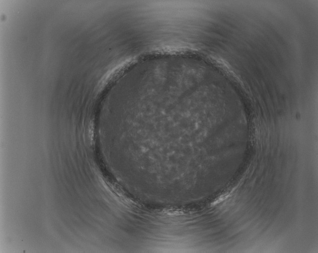 X0000066530640200603311821