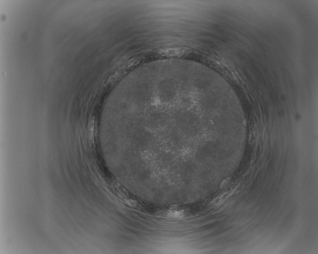 X0000066530647200603311821