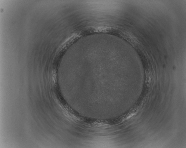 X0000066530648200603311821