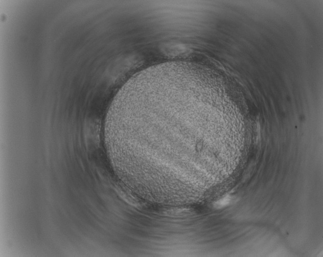 X0000066530664200603311821