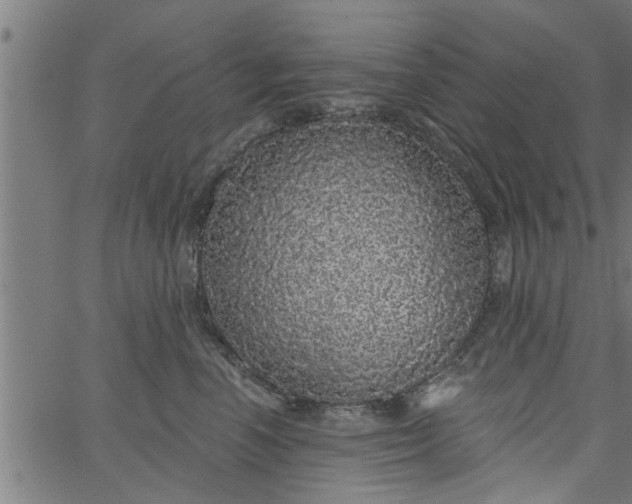 X0000066530666200603311821