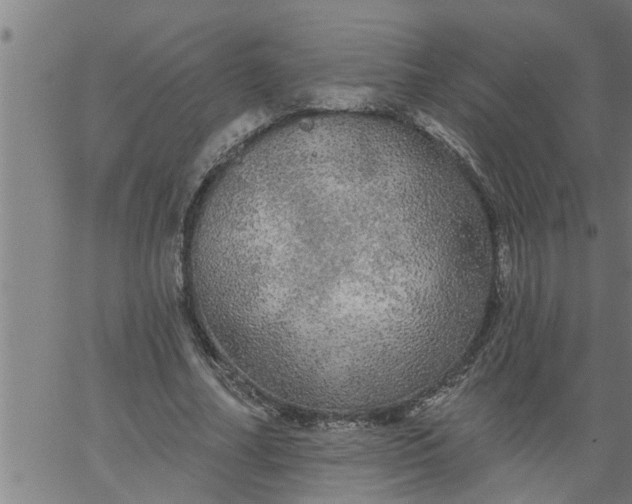 X0000066530682200603311820