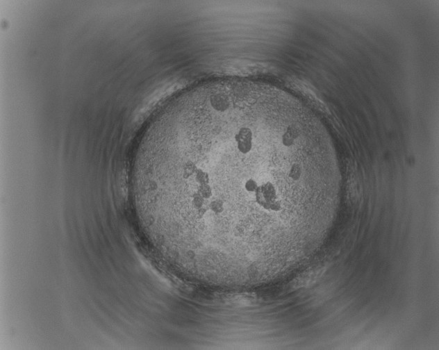 X0000066530683200603311820