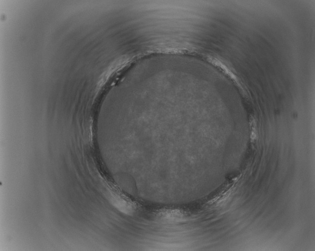 X0000066530685200603311820