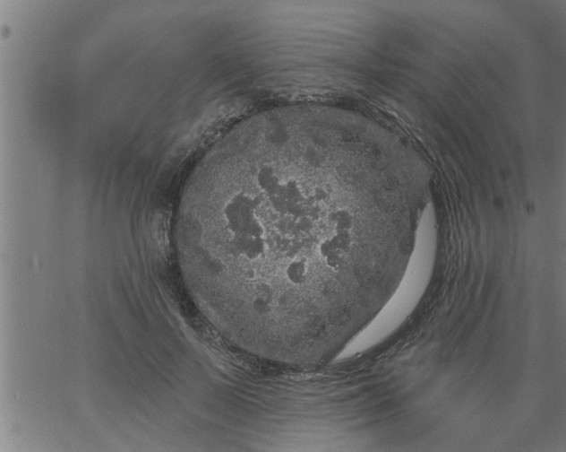 X0000066530695200603311820