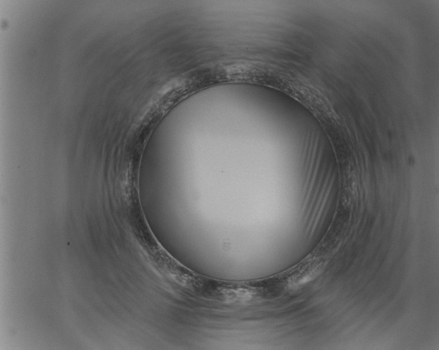 X0000066530698200603311820