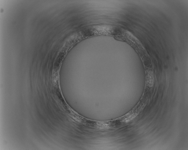 X0000066530701200603311820