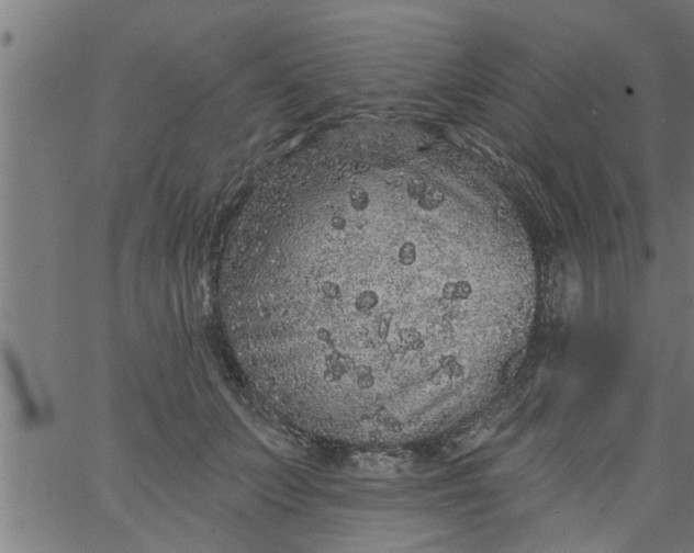 X0000066530703200603311820