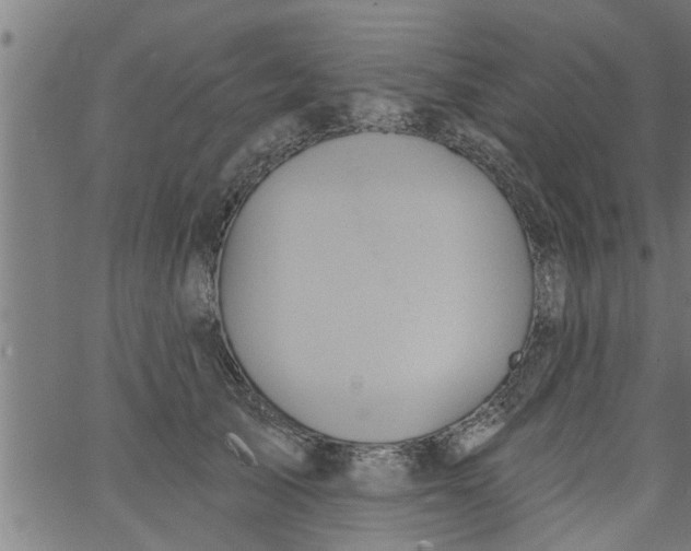 X0000066530705200603311820