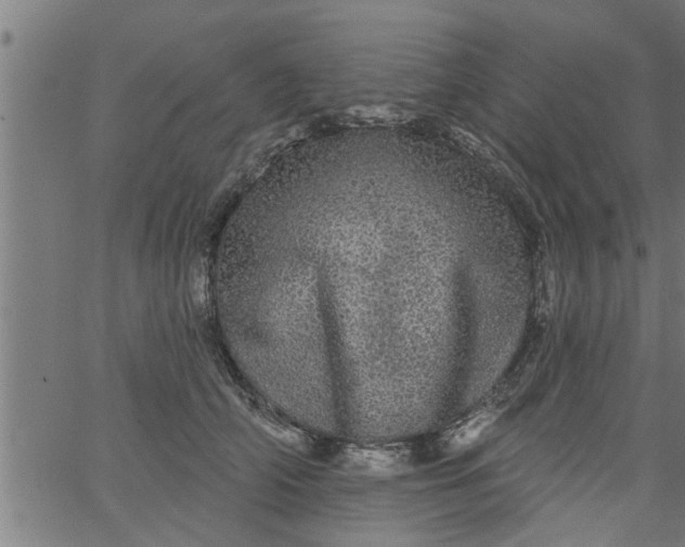 X0000066530706200603311820