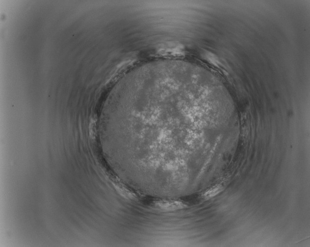 X0000066530712200603311820