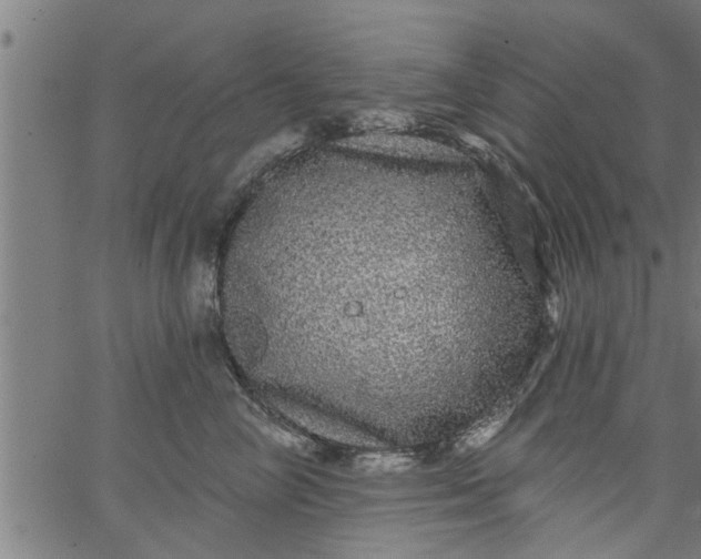 X0000066530714200603311820