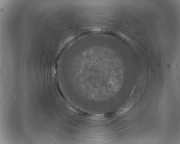 X0000066530720200603311820