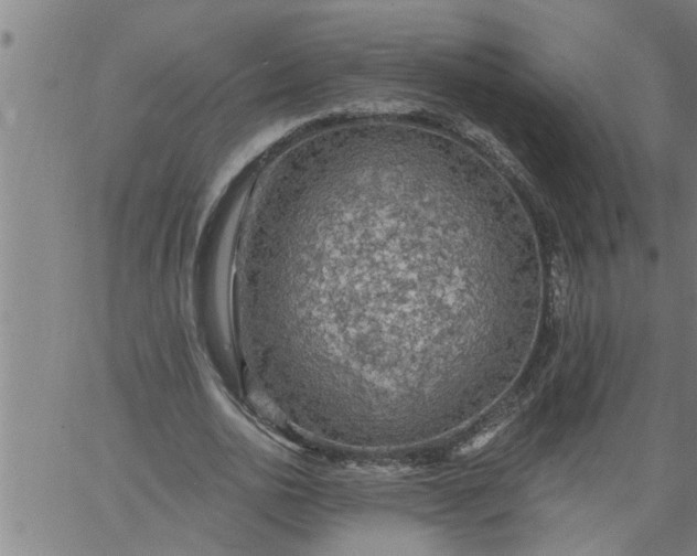 X0000066530726200603311819