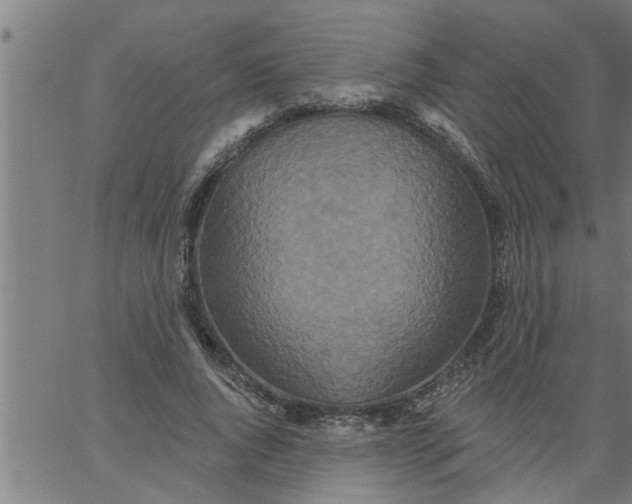 X0000066530736200603311819