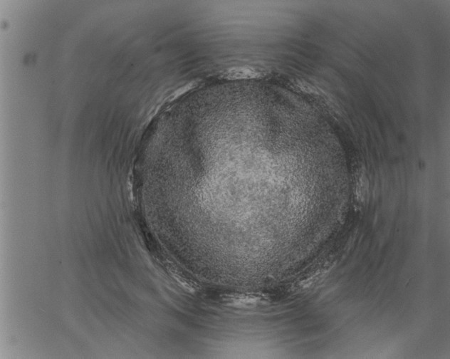 X0000066530743200603311819