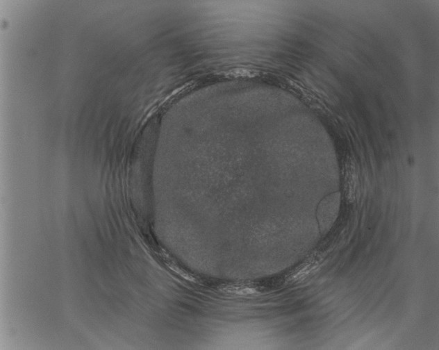 X0000066530747200603311819