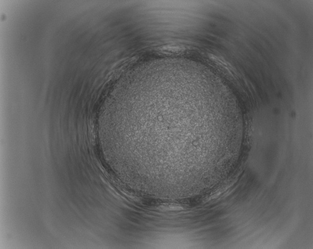 X0000066530749200603311819