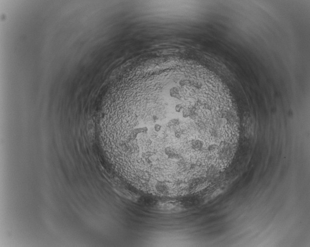 X0000066530753200603311820