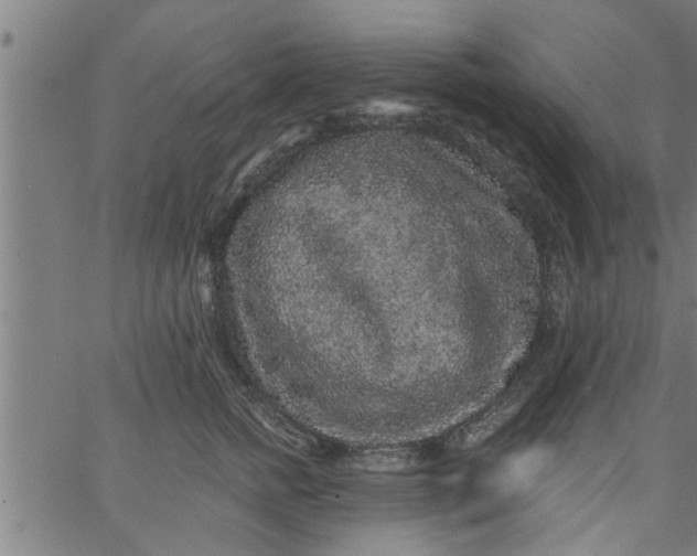 X0000066530758200603311820