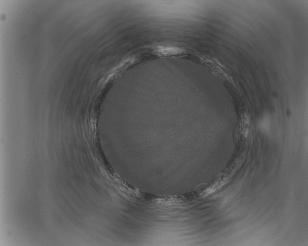 X0000066530763200603311820