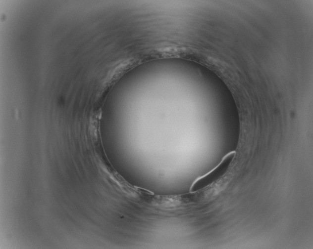 X0000066530768200603311820