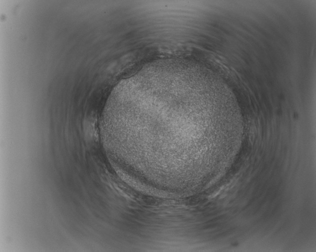 X0000066530770200603311819