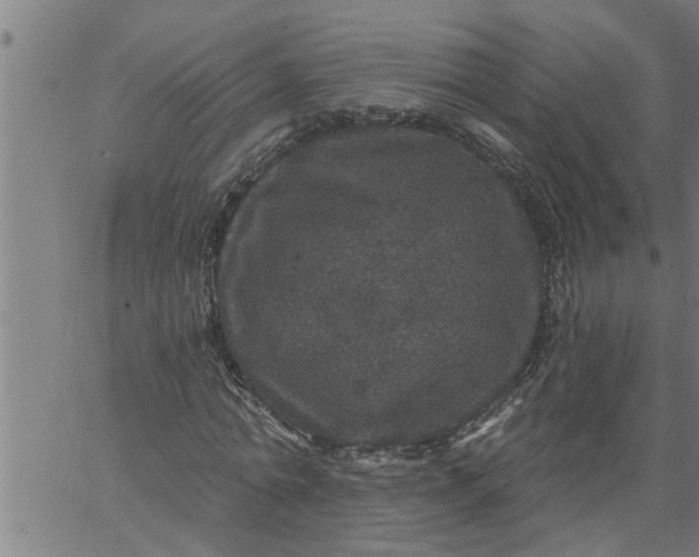 X0000066530774200603311819