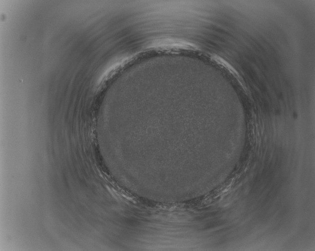 X0000066530775200603311819