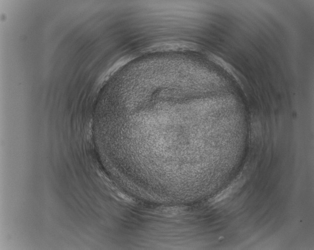 X0000066530778200603311819