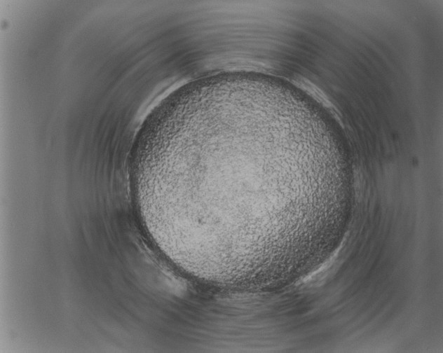 X0000066530782200603311819