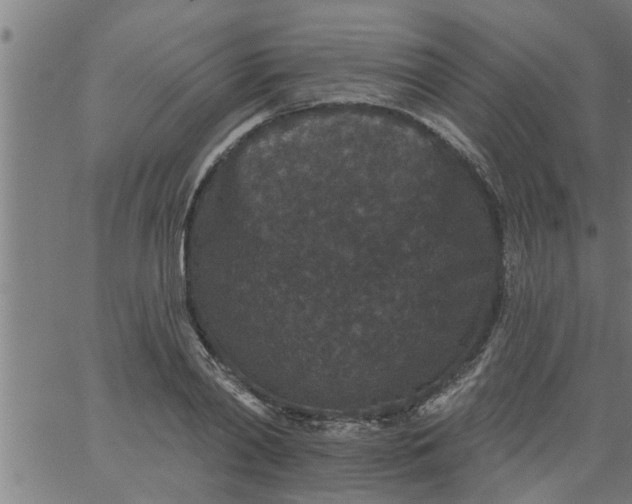 X0000066530790200603311819