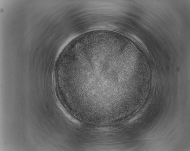 X0000066530796200603311818