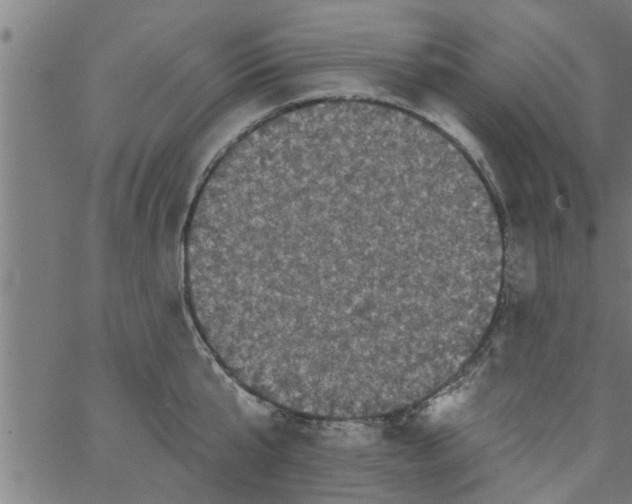 X0000066530807200603311818