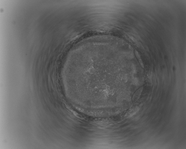 X0000066530817200603311817