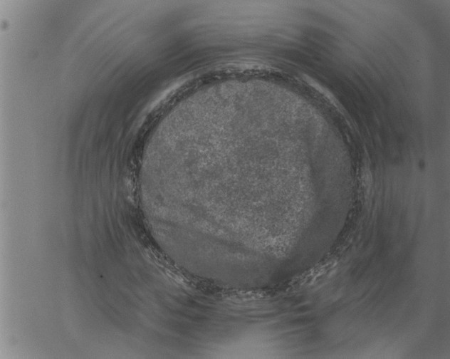 X0000066530823200603311817