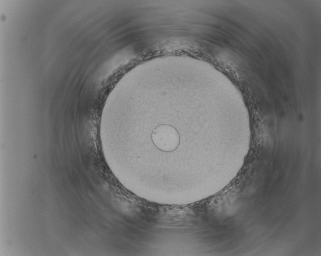 X0000066530824200603311817