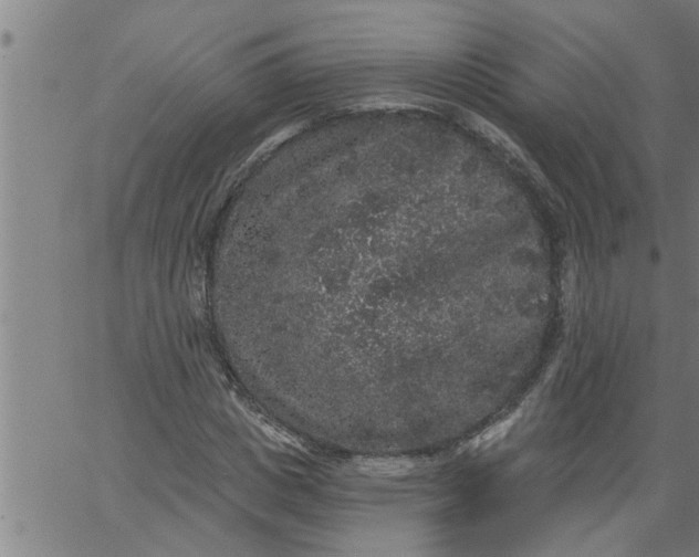 X0000066530825200603311817