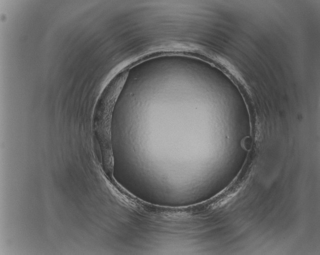 X0000066530837200603311818