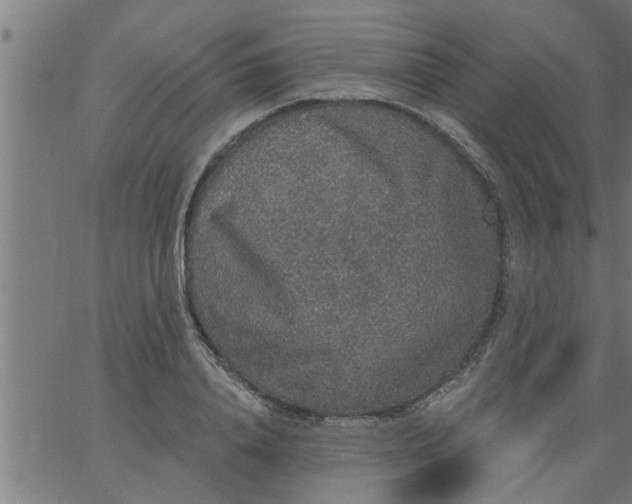 X0000066530840200603311818