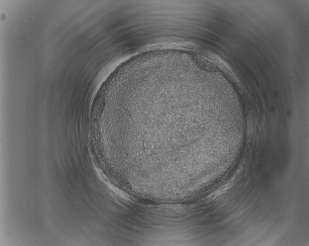 X0000066530844200603311818