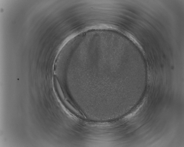 X0000066530845200603311818