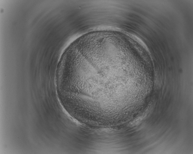 X0000066530847200603311818