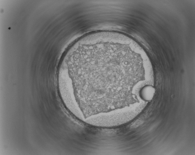 X0000066530848200603311818