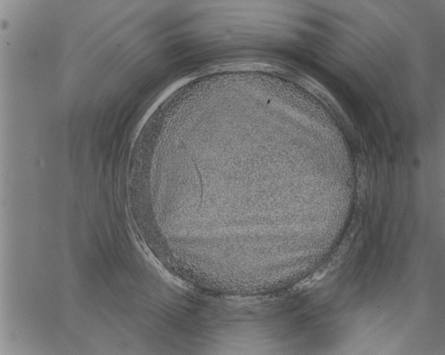 X0000066530852200603311818